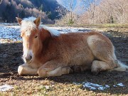 Monte VACCAREGGIO (1474 m) da Lavaggio di Dossena-11dic24 - FOTOGALLERY